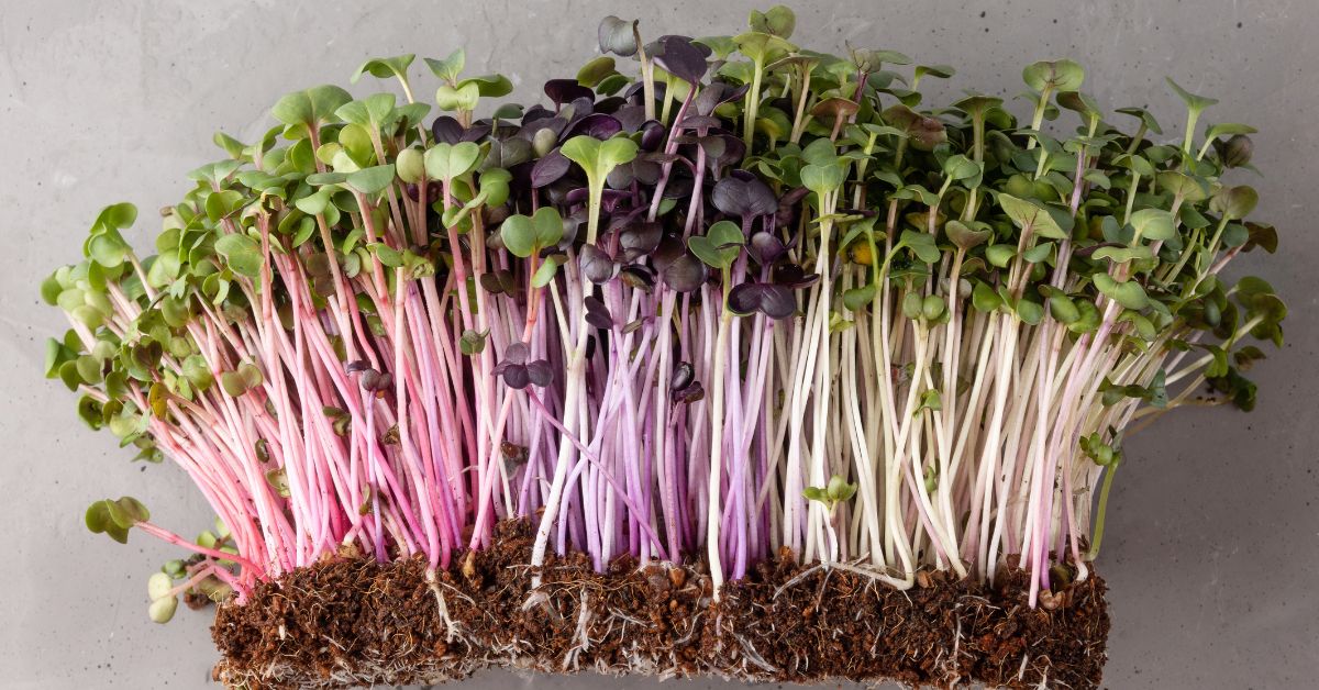 microgreens, microgreens nutritional powerhouse